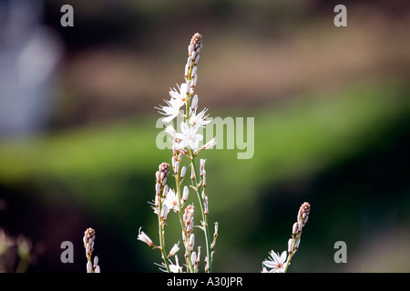 Gemeinsamen Asphodel (Asphodelus Aestivus) wächst in Spanien Stockfoto