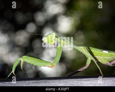 Gottesanbeterin (Sphodromantis Viridis) in Spanien Stockfoto