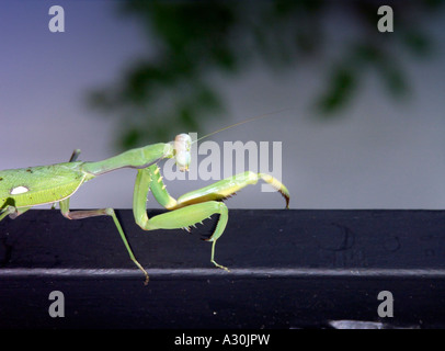 Gottesanbeterin (Sphodromantis Viridis) in Spanien Stockfoto