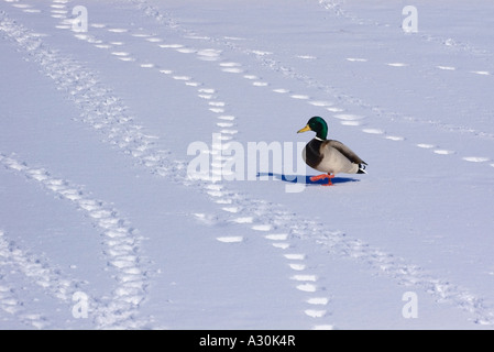 Mallard Duck Eis auf Füßen, die zu Fuß auf gefrorenen schneebedecktes Feld Stockfoto