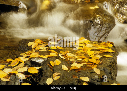 Laub auf Felsen in einem Stream in Quebec Stockfoto