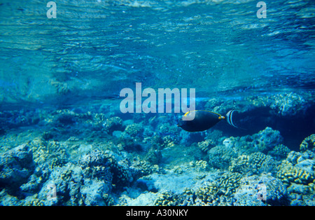 Orangespine Unicornfish (Naso Lituratus), Rotes Meer, Ägypten Stockfoto