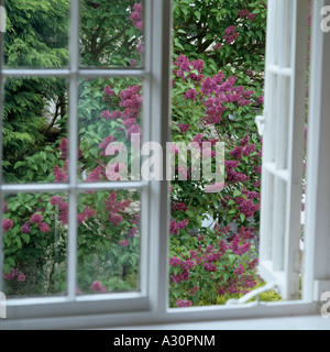 Fenster zu blühenden Sommerflieders in Garten öffnen Stockfoto