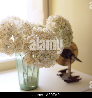 ein Stillleben aus getrockneten weißen Hortensie Blumen in einem Glas auf die Fensterbank Stockfoto
