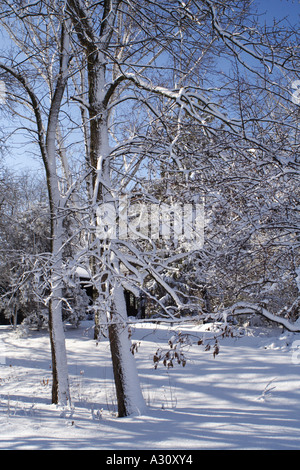 Schnee im park Stockfoto
