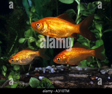 Goldfisch (Carassius Auratus). Drei Personen in einem Aquarium Stockfoto