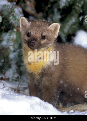 Europäischer Kiefernmarder (Martes martes). Erwachsener, der im Schnee steht Stockfoto