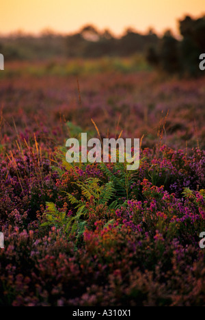 Heather und Farne auf Hampton Ridge im Morgengrauen New Forest Hampshire England UK Stockfoto