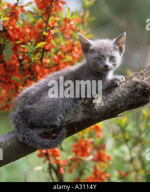 Russisch Blau - Katze auf Ast Stockfoto