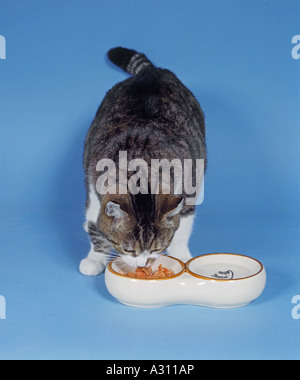 Inland Kat. Tabby Erwachsene Fütterung aus einer Schüssel. Studiobild vor blauem Hintergrund Stockfoto