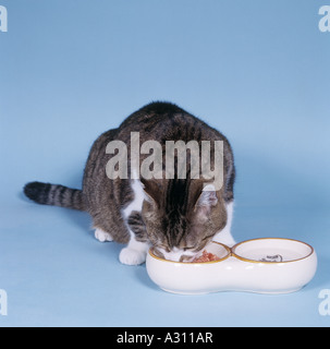 Inland Kat. Tabby Erwachsene Fütterung aus einer Schüssel. Studiobild vor blauem Hintergrund Stockfoto