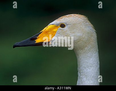 Singschwan - Porträt / Cygnus Cygnus Stockfoto