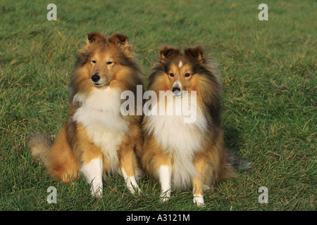 zwei Shelties - sitzen auf der Wiese Stockfoto