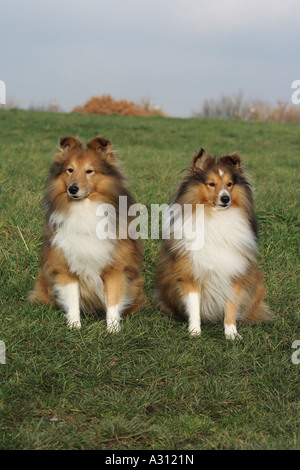 zwei Shelties - sitzen auf der Wiese Stockfoto