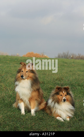 zwei Shelties - auf Wiese Stockfoto