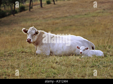 Charolais - Kuh mit Kalb Stockfoto