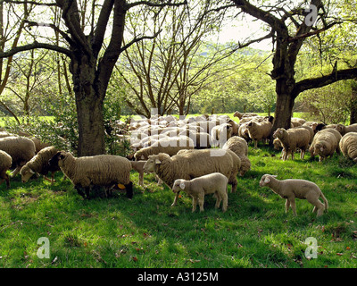 Herde von Schafen - unter Bäumen Stockfoto