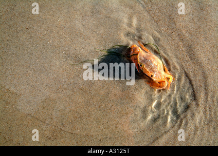 Green Shore Crab, Grün Krabbe, North Atlantic Shore Crab (Carcinus maenas) auf Sand, Dänemark Stockfoto
