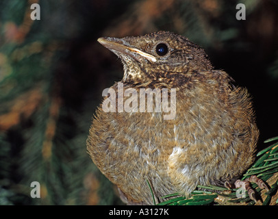 Europäische Amsel (Turdus merula). Junge thront auf einem nadelbaum Zweig Stockfoto