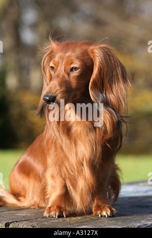 Langhaar Dackel - sitzen Stockfoto