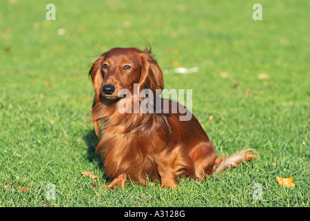 Langhaar Dackel - sitzen auf der Wiese Stockfoto