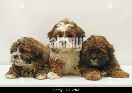 3 Lhasa Apso Welpen - Ausschneiden Stockfoto