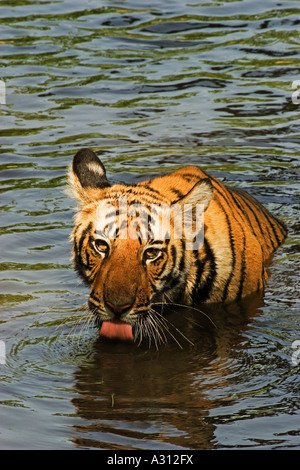 Bengal Tiger - in Wasser / Panthera Tigris Tigris Stockfoto