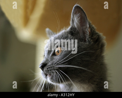 junge Kartäuser Katze - Porträt Stockfoto