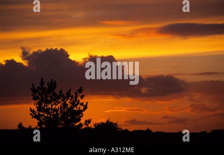 Dämmerung Skyscape über White Moor New Forest Hampshire England UK Stockfoto