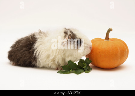 Texel-Meerschweinchen (4 Wochen) - mit Kürbis Stockfoto