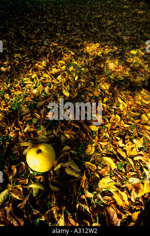Faulen Apfel liegend auf einem Bett aus Herbst Blätter Stockfoto