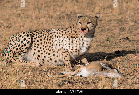 Geparden zu ernähren sich von frisch getöteten Thomson s Gazelle in Masai Mara National Reserve Kenia in Ostafrika Stockfoto