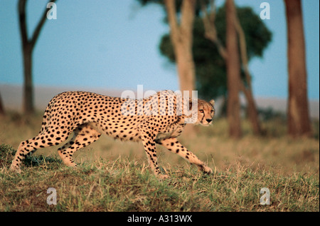 Alert Cheetah zu Beginn von stalking gegen potentielle Beute in Masai Mara National Reserve Kenia in Ostafrika Stockfoto