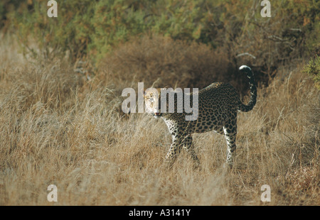 Leopard unterwegs in Samburu National Reserve Kenia in Ostafrika Stockfoto