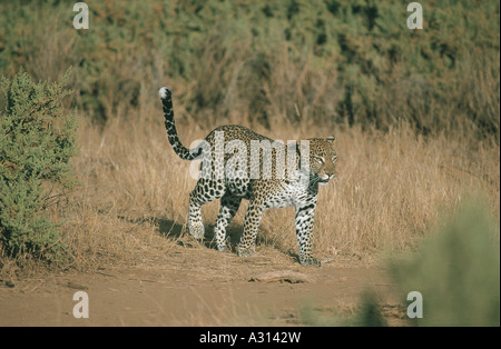 Leopard unterwegs in Samburu National Reserve Kenia in Ostafrika Stockfoto