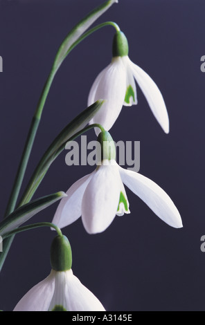 Nahaufnahme von weißen Schneeglöckchen Blume Blumen Schneeglöckchen Galanthus nivalis Stockfoto