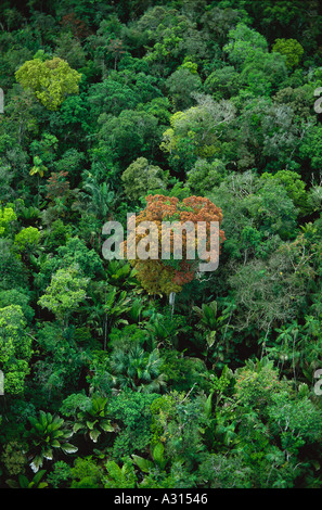 Auftauchender Baum mit rötlichen, jungen Blättern im Auen-Regenwald auf der Insel Marajó, Amazonas-Mündungsregion, Pará, Brasilien. Stockfoto