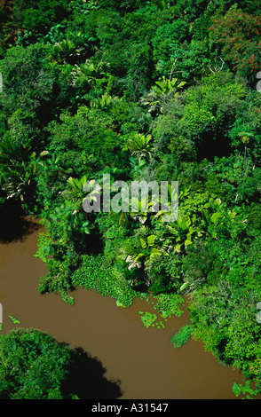 Luftlinie des Flusses im Auen-Regenwald in der Marajó-Insel Amazonas-Mündung Brasilien. Die Palme am Flussufer ist Manicaria saccifera, eine Art, die in sumpfigen oder wasserdurchfluteten Gebieten wächst. Stockfoto