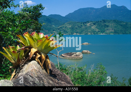 Blick auf die Bucht entlang der Atlantikküste mit dem Gebirge Serra do Mar, bedeckt mit dem Atlantischen Wald (Mata Atlântica) im Hintergrund im Südosten Brasiliens in der Nähe von Parati, Bundesstaat Rio de Janeiro. Bromelie auf Felsen im Vordergrund. Der Atlantische Wald ist ein Biodiversitätszentrum. Stockfoto