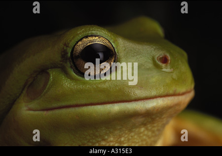 grünen Laubfrosch Litoria Gracilenta 0024 Stockfoto