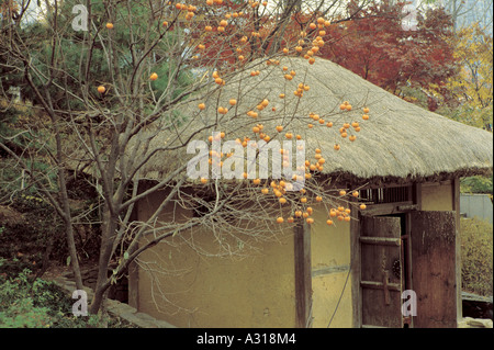 Chogajip, Chogajip, Lager, Kaki Baum, Herbst, Stockfoto