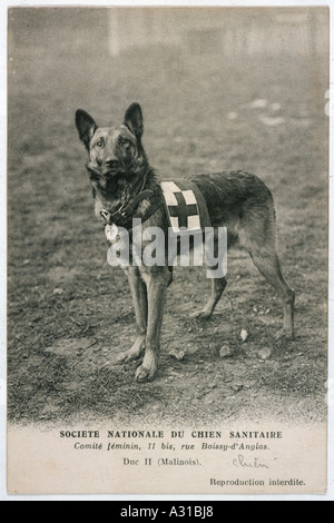 Das rote Kreuz Hund warten Stockfoto