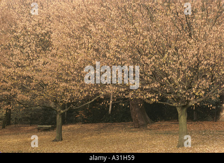 Herbstlaub London Hampstead heath Stockfoto