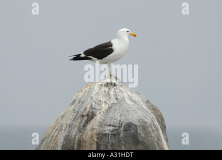 Ein Cape Kelp Gull Larus Vetula steht auf einem Felsen fallen abgedeckt Stockfoto