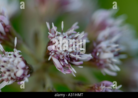 Die Blütenköpfe der lila Vanillen duftenden Blüten von Winter blühenden Winter Heliotrop Petasites Fragrans Nahaufnahme Stockfoto