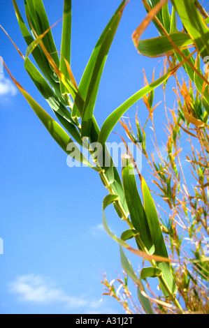 Nahaufnahme von Bambus wächst gegen blauen Himmel Stockfoto