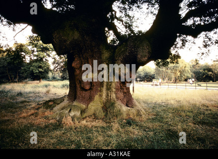 die knorrige dicken Stamm einer Eiche Stockfoto