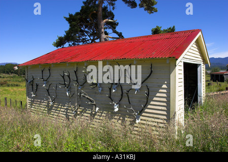 Geweih Sammlung an Wand Stockfoto, Bild: 36696158 - Alamy
