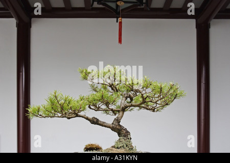 Bonsai-Baum, Dr. Sun Yat-Sen Classical Chinese Garden, Vancouver, Kanada Stockfoto