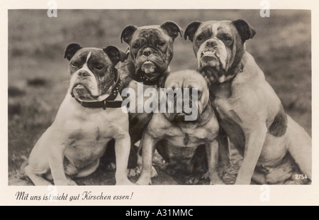 Bulldogs In Deutschland Stockfoto